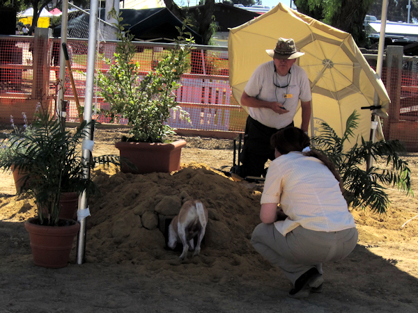 earthdog